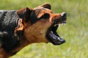 Washington Dog Bite Injury Lawyers